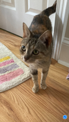 adoptable Cat in mooresville, NC named Serena