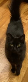 adoptable Cat in mooresville, NC named Sable AKA Snowflake