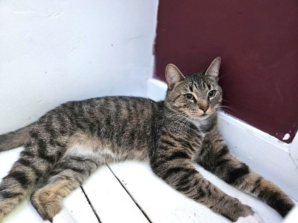 adoptable Cat in Mooresville, NC named Tiger