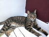 adoptable Cat in mooresville, NC named Tiger