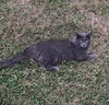 Lola - Photo 2