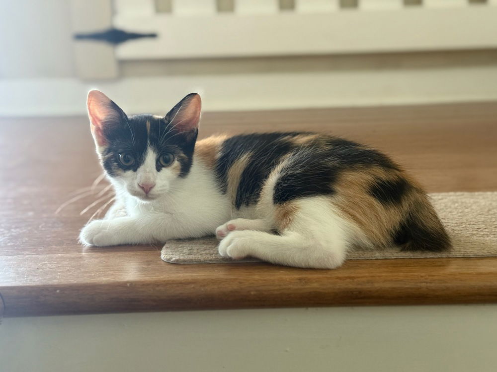 adoptable Cat in Mooresville, NC named Bria