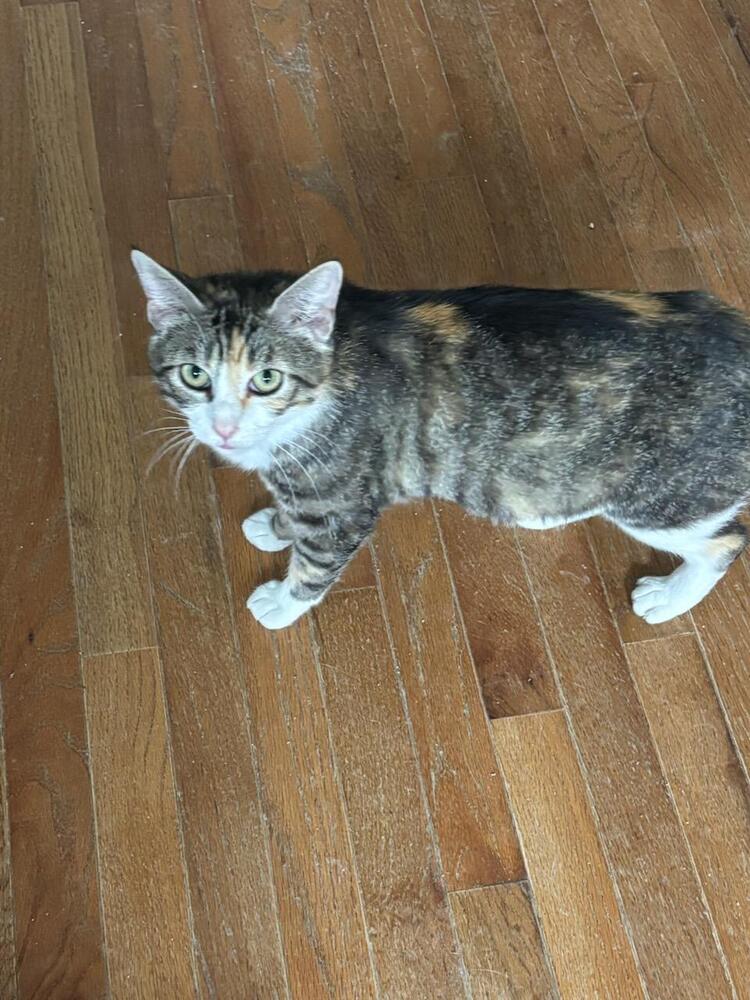 adoptable Cat in Mooresville, NC named Arya