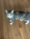 adoptable Cat in mooresville, NC named Arya