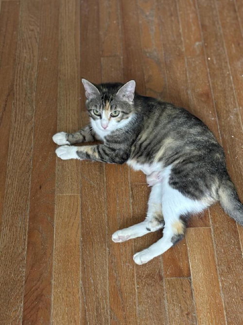 ARYA - Domestic Short Hair available for adoption