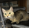 adoptable Cat in mooresville, NC named Poppie