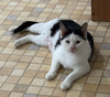 adoptable Cat in mooresville, NC named Clarabell