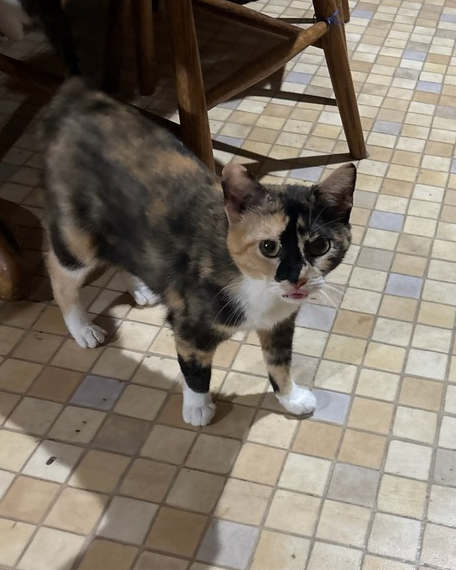 Chiffon
