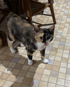 adoptable Cat in mooresville, NC named Chiffon