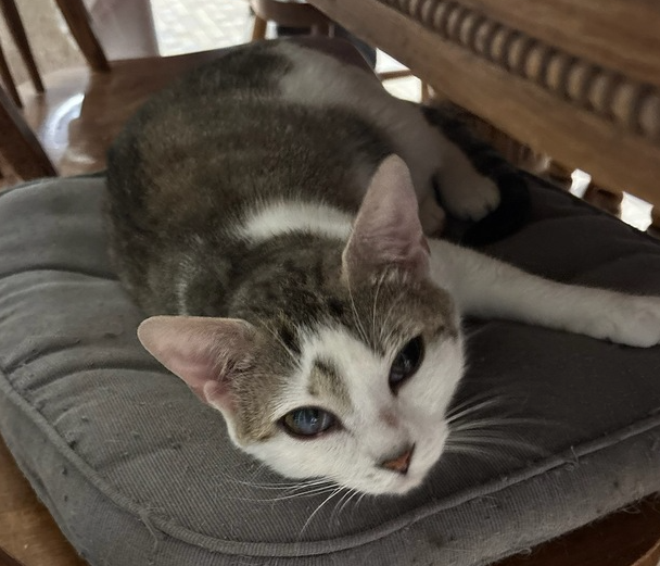 adoptable Cat in Mooresville, NC named Daffodil