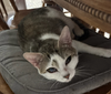 adoptable Cat in mooresville, NC named Daffodil