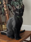 adoptable Cat in mooresville, NC named Bitsy
