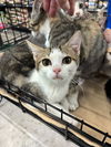 adoptable Cat in mooresville, NC named Avalon