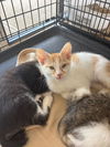 adoptable Cat in mooresville, NC named Colby