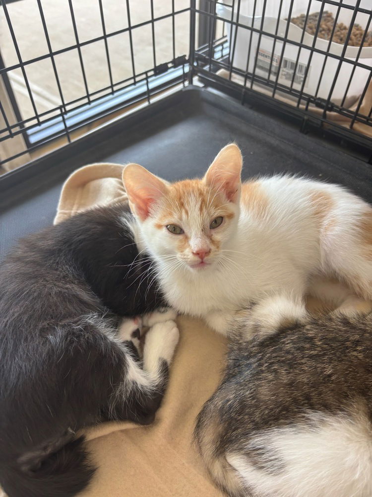 adoptable Cat in Mooresville, NC named Colby
