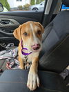 adoptable Dog in Mooresville, NC named Evelyn