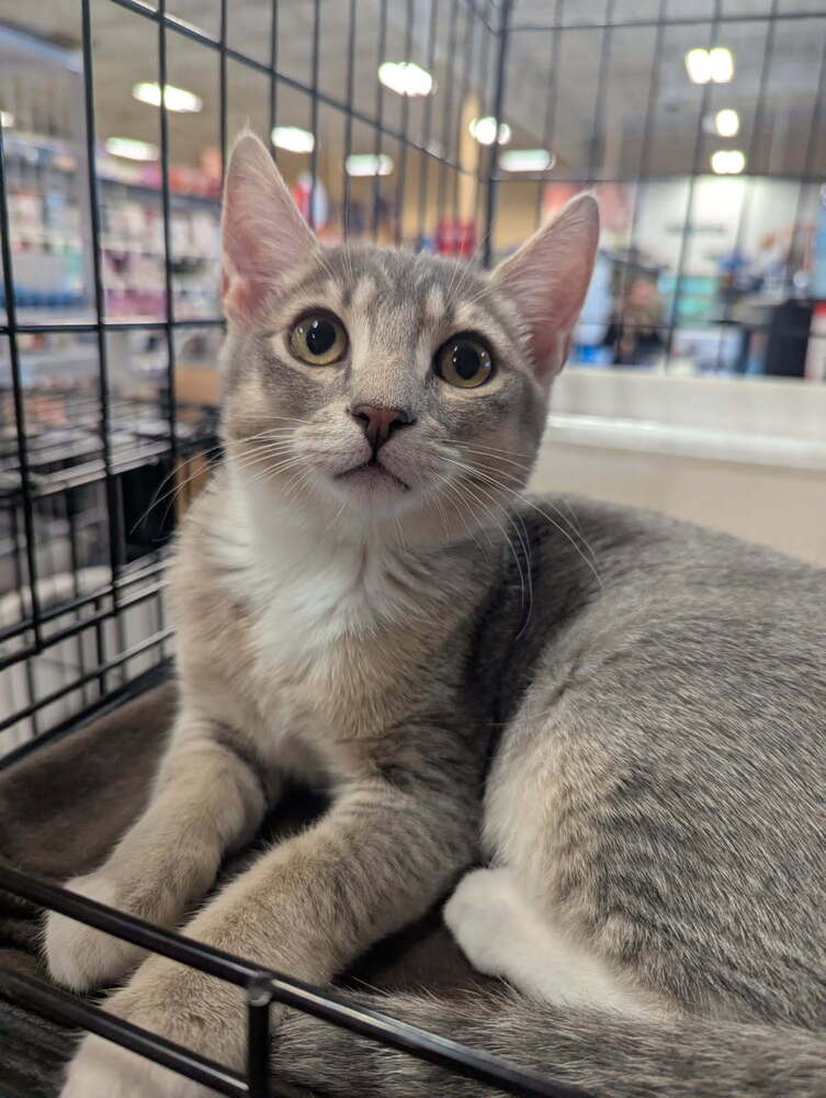 adoptable Cat in Mooresville, NC named Nope