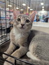 adoptable Cat in mooresville, NC named Nope