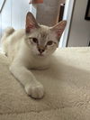 adoptable Cat in mooresville, NC named Stoot