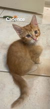adoptable Cat in Mooresville, NC named Cadence