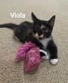 adoptable Cat in mooresville, NC named Viola