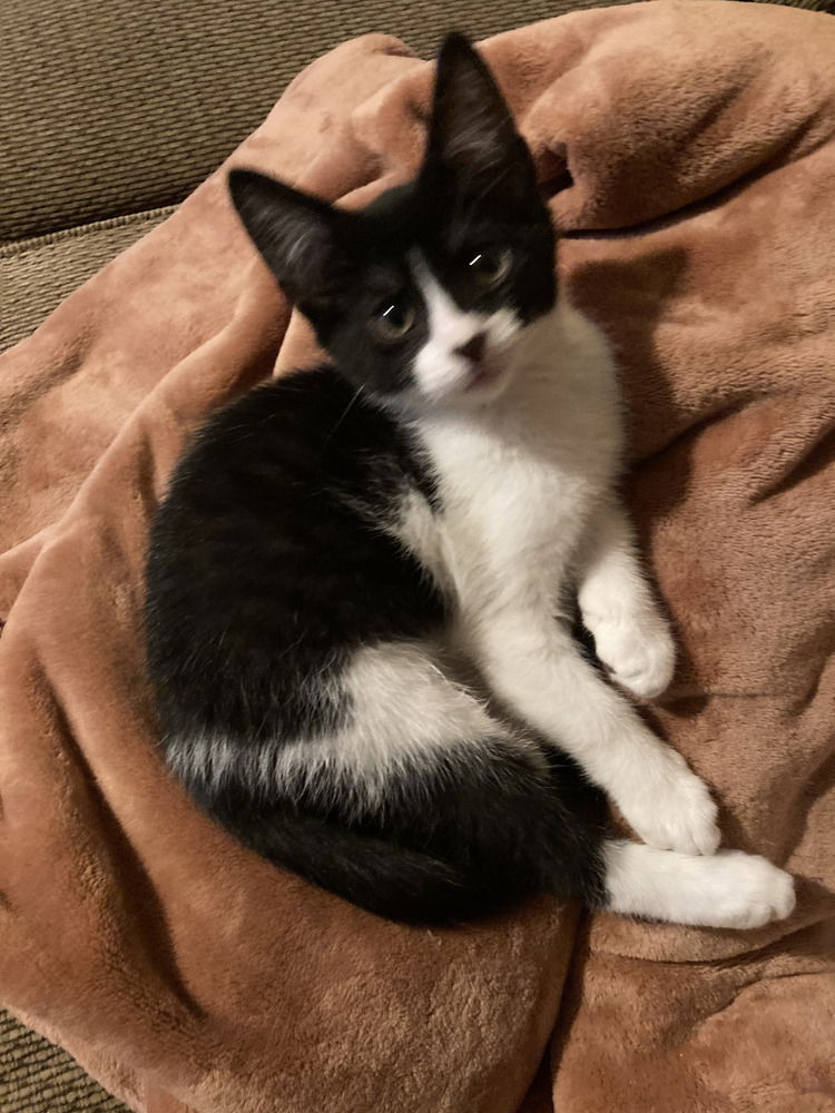 adoptable Cat in Mooresville, NC named Billy Bob