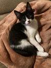adoptable Cat in mooresville, NC named Billy Bob