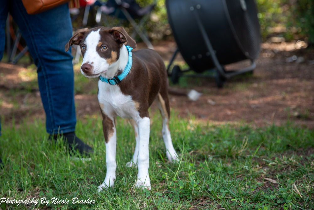 adoptable Dog in Mooresville, NC named George