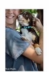 adoptable Dog in mooresville, NC named Willie