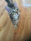 adoptable Cat in mooresville, NC named Rocky
