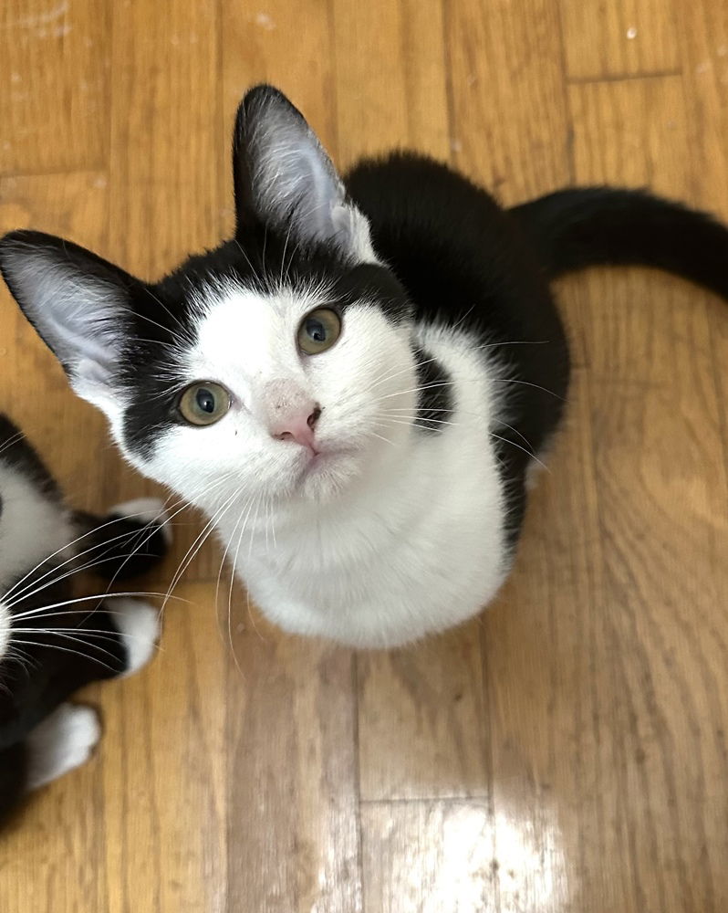 adoptable Cat in Mooresville, NC named Lottie