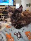 adoptable Cat in mooresville, NC named Sasha