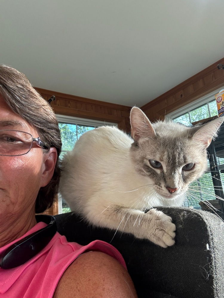 adoptable Cat in Mooresville, NC named Lila