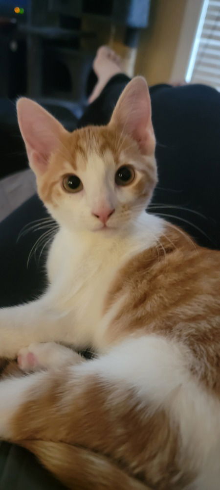 adoptable Cat in Mooresville, NC named Spout
