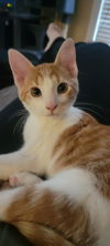 adoptable Cat in mooresville, NC named Spout