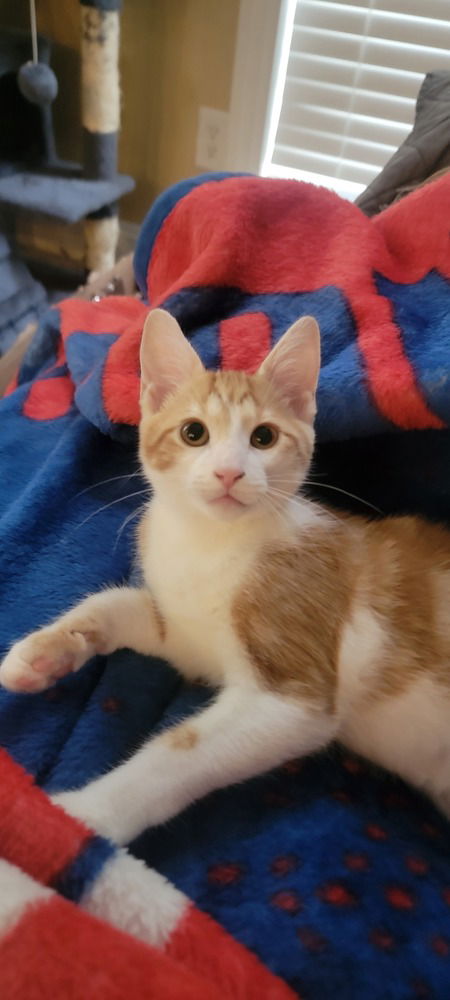 adoptable Cat in Mooresville, NC named Itsy