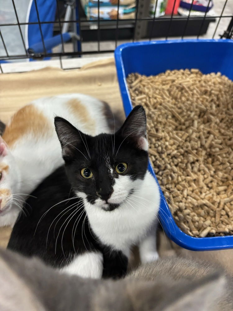 adoptable Cat in Mooresville, NC named Jersey