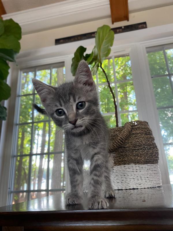 adoptable Cat in Mooresville, NC named Jack (Taylorsville)