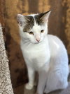 Bessie - Photo 1