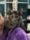 adoptable Cat in mooresville, NC named Artemis