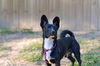 adoptable Dog in mooresville, NC named Squeeks