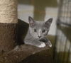 adoptable Cat in  named CeCe