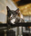 adoptable Cat in  named Bon Bon