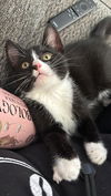 adoptable Cat in mooresville, NC named Oreo