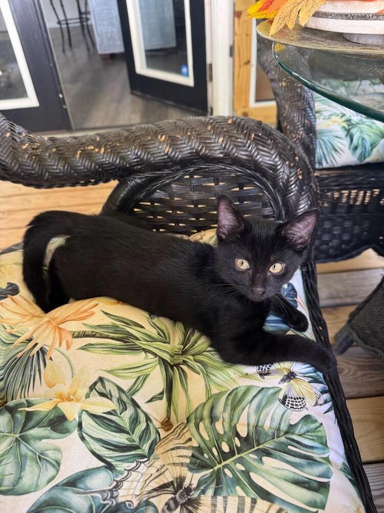adoptable Cat in Mooresville, NC named Onyx