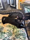 adoptable Cat in mooresville, NC named Onyx