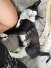 adoptable Cat in mooresville, NC named Coco Chanel