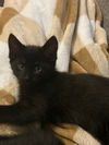 adoptable Cat in mooresville, NC named Daisy