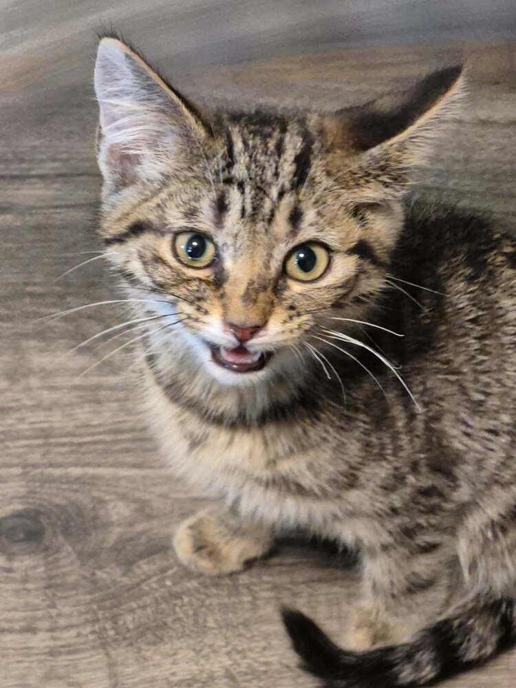adoptable Cat in Mooresville, NC named Baxter