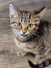 adoptable Cat in mooresville, NC named Baxter